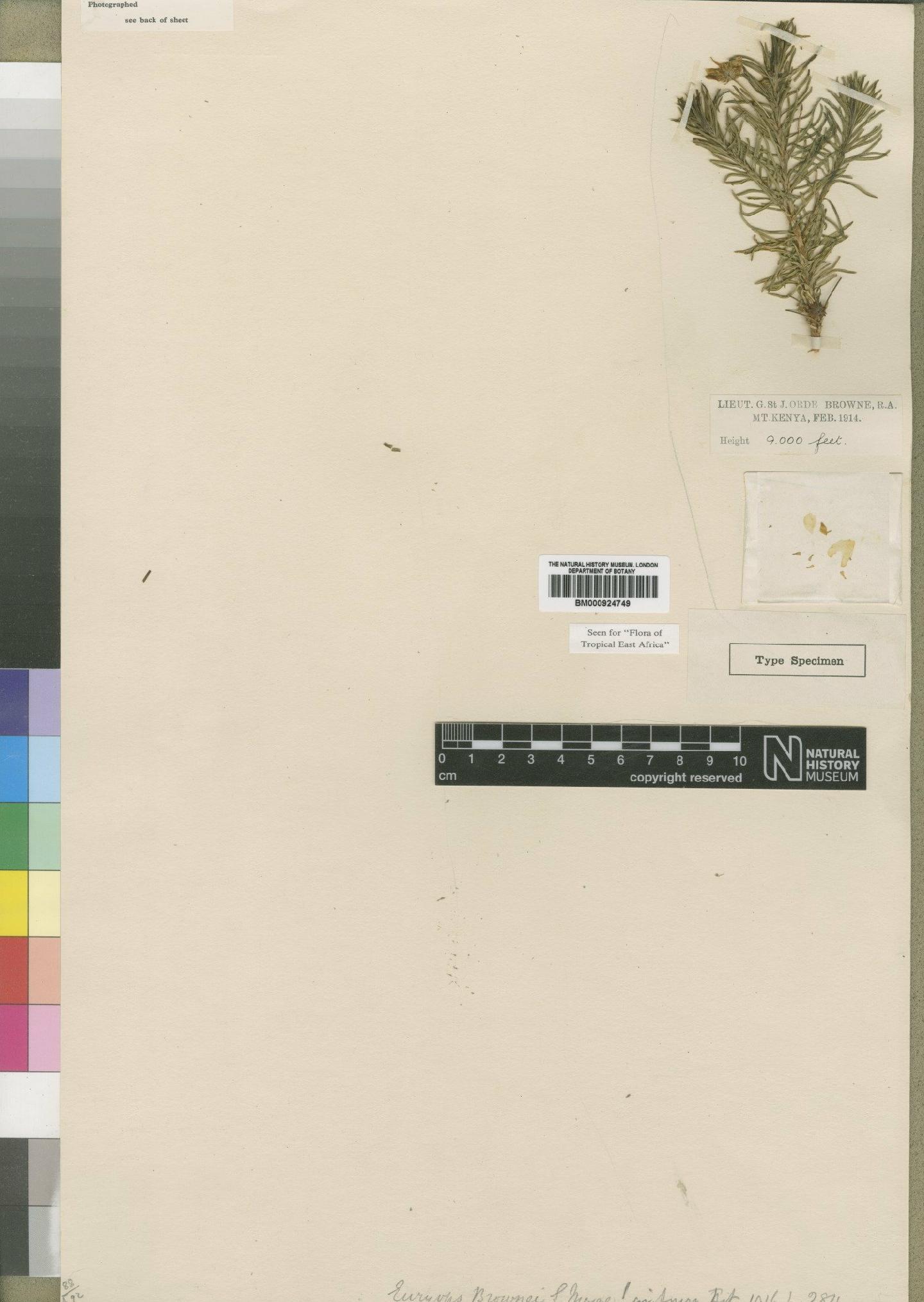 To NHMUK collection (Euryops brownei Moore; Type; NHMUK:ecatalogue:4553422)