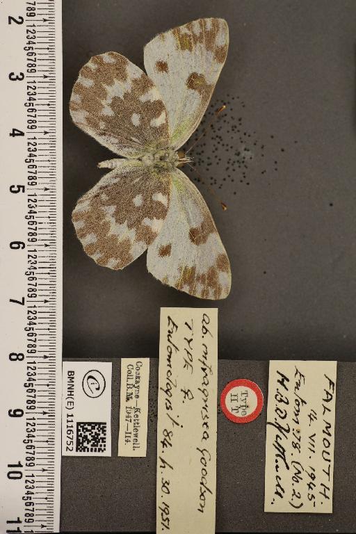 Pontia daplidice ab. infragrisea Goodson, 1953 - BMNHE_1116752_68880