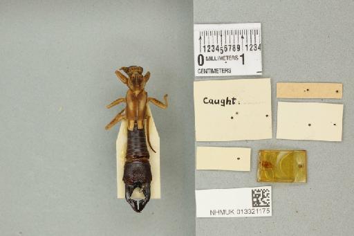 Paracranopygia pallidipennis (de Haan, 1842) - 013321175_additional