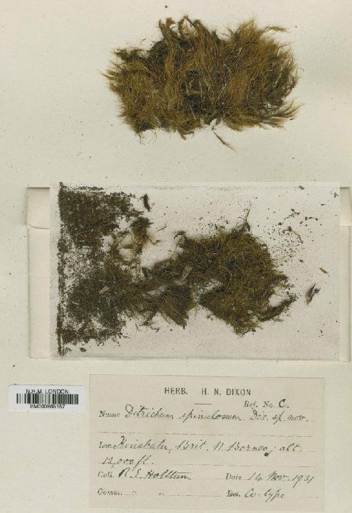 Ditrichum spinulosum Dixon - BM000965157