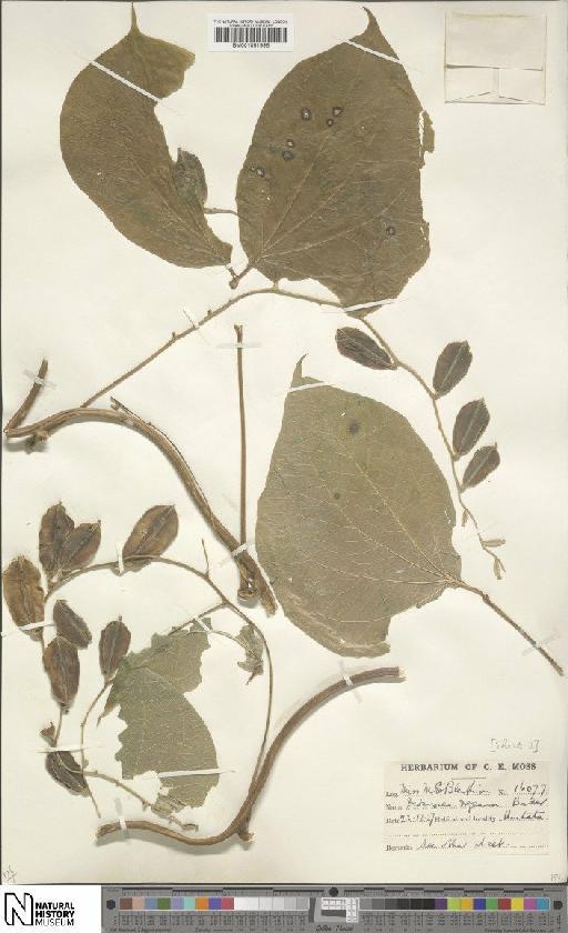 Dioscorea dregeana (Kunth) T.Durand & Schinz - BM001051996