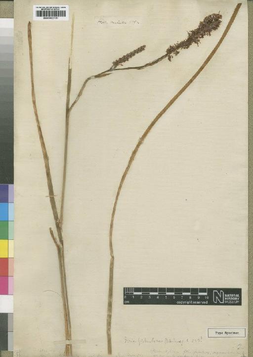 Micranthus fistulosus (Jacq.) Eckl. ex Baker - BM000922157