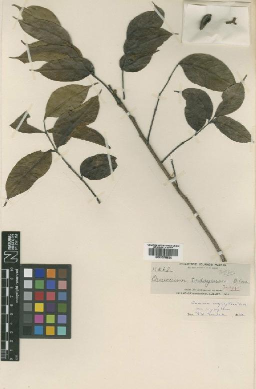 Cannarium euryphyllum var. euryphyllum Perk - BM000798936