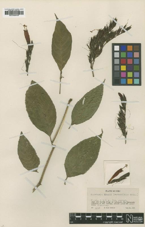 Sanchezia klugii Leonard - BM000992437