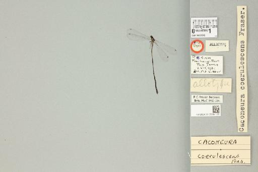 Prodasineura coerulescens (Fraser, 1932) - 013384100_dorsal