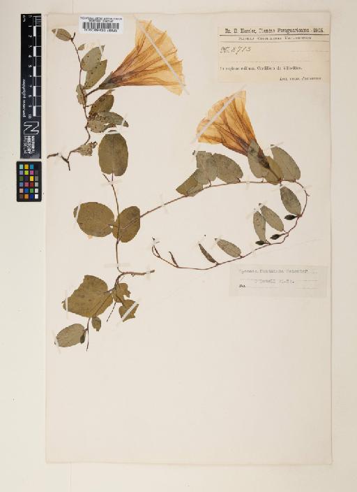 Ipomoea kunthiana Meisn - 000089433