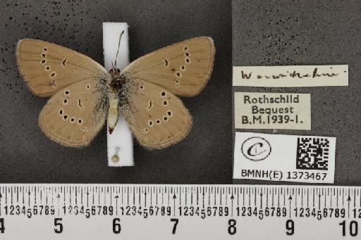 Cyaniris semiargus semiargus (Rottemburg, 1775) - BMNHE_1373467_167473