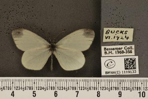 Leptidea sinapis sinapis Linnaeus, 1758 - BMNHE_1119133_74302