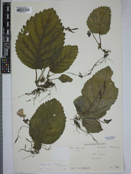 Didymocarpus andersonii C.B.Clarke - 000832914