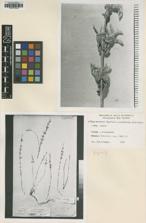 Hypericum salsolifolium Hand.-Mazz. - BM000946438