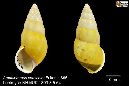 Amphidromus versicolor Fulton, 1896 - 1893.3.5.54, LECTOTYPE, Amphidromus versicolor Fulton, 1896