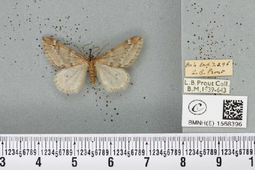 Alsophila aescularia (Denis & Schiffermüller, 1775) - BMNHE_1568396_278367