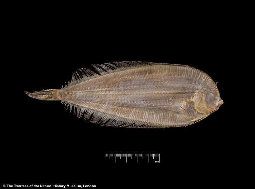 Laeops nigromaculatus von Bonde, 1922 - BMNH 1922.3.27.13-14, SYNTYPES, Laeops nigromaculatus, lower_b