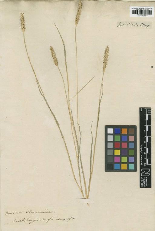 Setaria glauca (L.) P.Beauv. - BM000959603