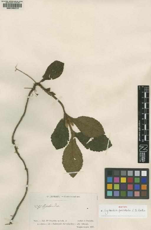 Cyrtandra fenestrata C.B.Clarke - BM000600332