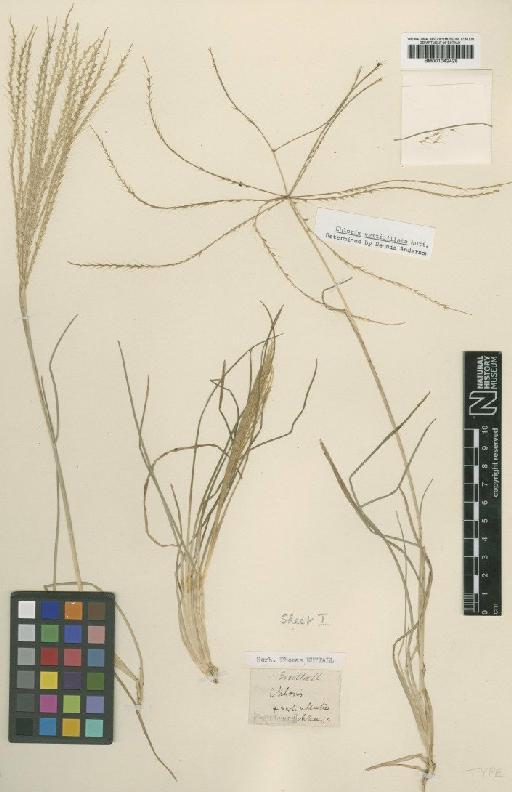 Chloris verticillata Nutt. - BM001042428