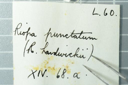 Lygosoma punctatum - Image of specimen 1946.8.6.91