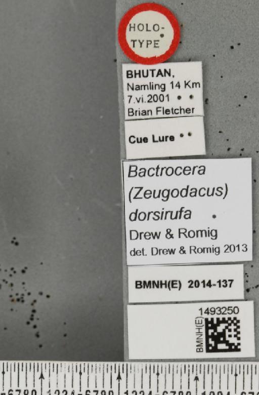 Bactrocera (Zeugodacus) dorsirufa Drew & Romig, 2013 - BMNHE_1493250_label_44105