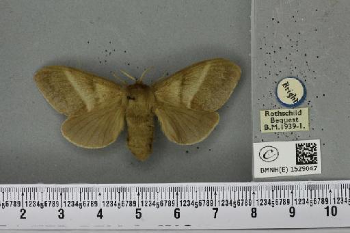 Macrothylacia rubi ab. cervina-approximata Tutt, 1902 - BMNHE_1529047_196576