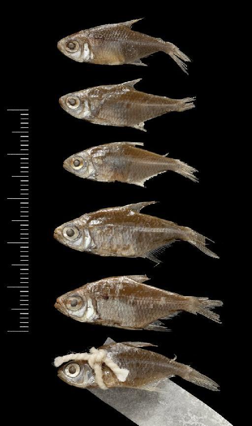 Tetragonopterus ulreyi Boulenger, 1895 - BMNH 1895.5.17.194-199, SYNTYPES, Tetragonopterus ulreyi