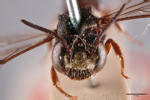 Coelioxys (Coelioxys) aurifrons Smith, F., 1854 - 013983633_Face