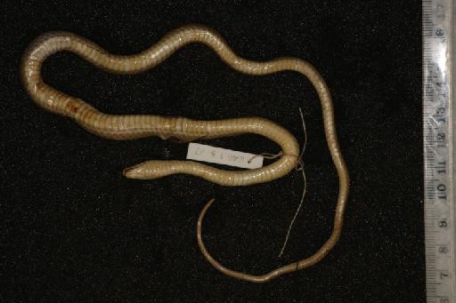 Liopeltis tricolor Schlegel, 1837 - Image of specimen 1844.3.2.16 also registered as 1946.1.5.37