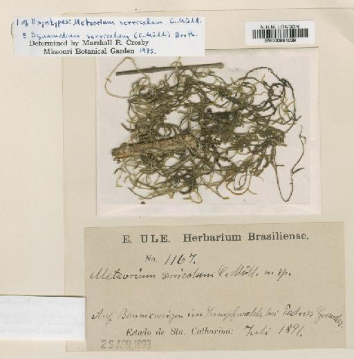 Squamidium brasiliense (Hornsch.) Broth. - BM000961039