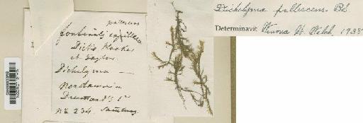 Dichelyma pallescens Bruch, Schimp. & W.Gümbel - BM000986485