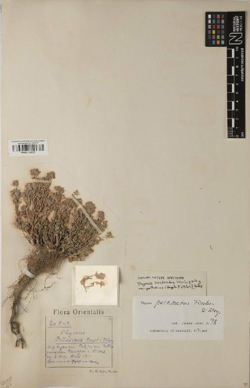 Thymus pectinatus Fisch. & C.A.Mey. - BM001122337