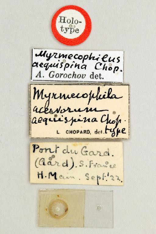 Myrmecophilus aequispina Chopard, 1923 - Myrmecophilus_aequispina_Chopard_1923_holotype_male_labels1_BMNH_BNMH(E)#877123