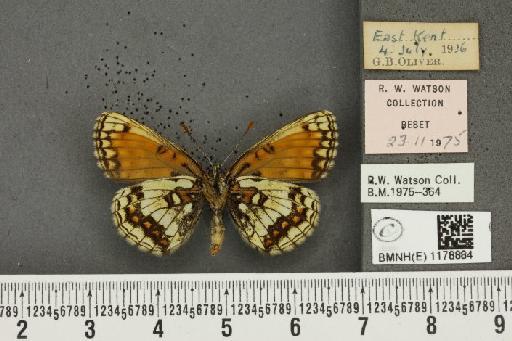 Melitaea athalia ab. nigriornea Lempke, 1955 - BMNHE_1178884_56572