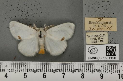 Euproctis similis (Fuessly, 1775) - BMNHE_1561120_253837