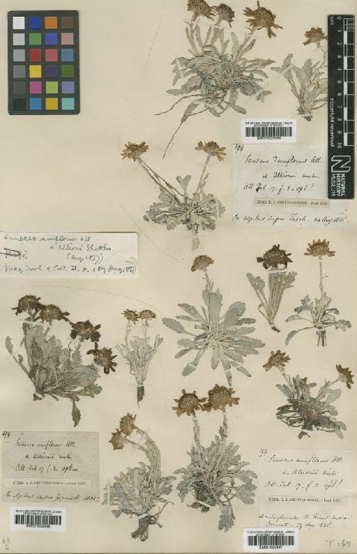 Senecio hallerii Dandy - BM001025967