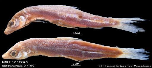 Hemiodus gracilis Günther, 1864 - BMNH 1853.3.19.54-5 Hemiodus gracilis, SYNTYPE