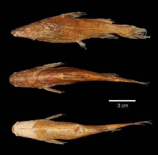 Liocassis merabensis Regan, 1913 - 1893.3.6.170-171a; Liocassis merabensis; type; ACSI Project image