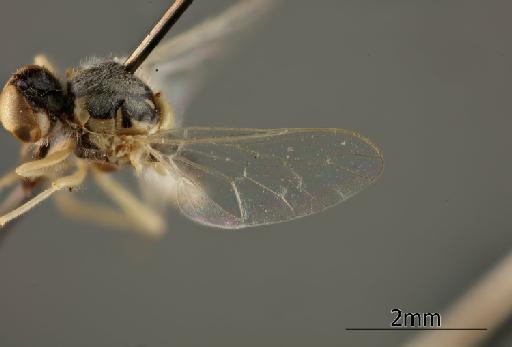 Heterotropus gracilis Greathead, 1967 - 010629031_Heterotropus_gracilis_Wing_Paratype