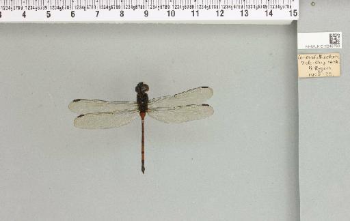Agrionoptera insignis chalcochiton Ris, 1915 - 011249798_803868_1252873_2