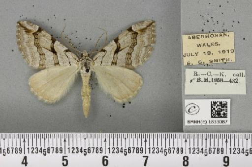 Aplocera plagiata plagiata (Linnaeus, 1758) - BMNHE_1833087_406170