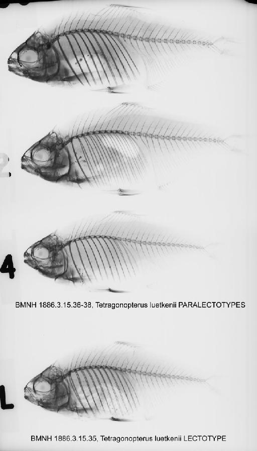 Tetragonopterus luetkenii Boulenger, 1887 - BMNH 1886.3.15.35, Tetragonopterus luetkenii LECTOTYPE, PARALECTOTYPES radiograph
