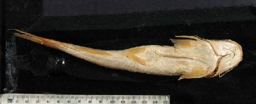 Chrysichthys sianenna Boulenger, 1906 - 1906.9.8.65-66b; Chrysichthys sianenna; ventral view; ACSI Project image