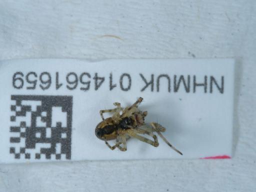 Neoscona adianta (Walckenaer, 1802) - 014561659_3
