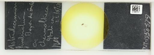 Planchonia fimbriatum da Fonseca, 1834 - 013563315_117508_1101285_157757_NonType
