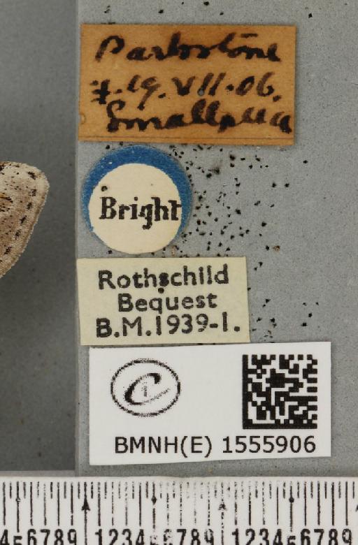 Dicallomera fascelina (Linnaeus, 1758) - BMNHE_1555906_label_255671