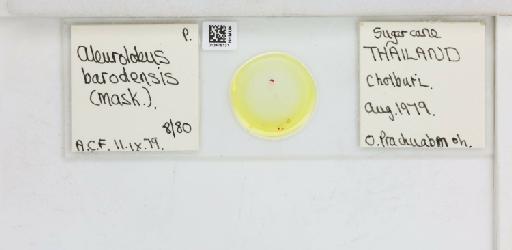 Aleurolobus barodensis Maskell, W.M., 1896 - 013475131_117690_1091575_157665_NonType