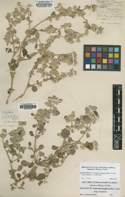 Tidestromia lanuginosa subsp. lanuginosa (Nutt) Standl. - BM001024724 (2)