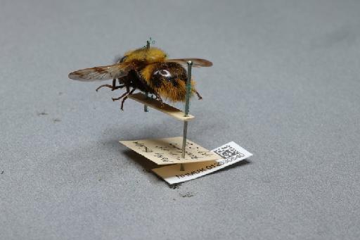 Volucella bombylans (Linnaeus, 1758) - 012530540_additional_2