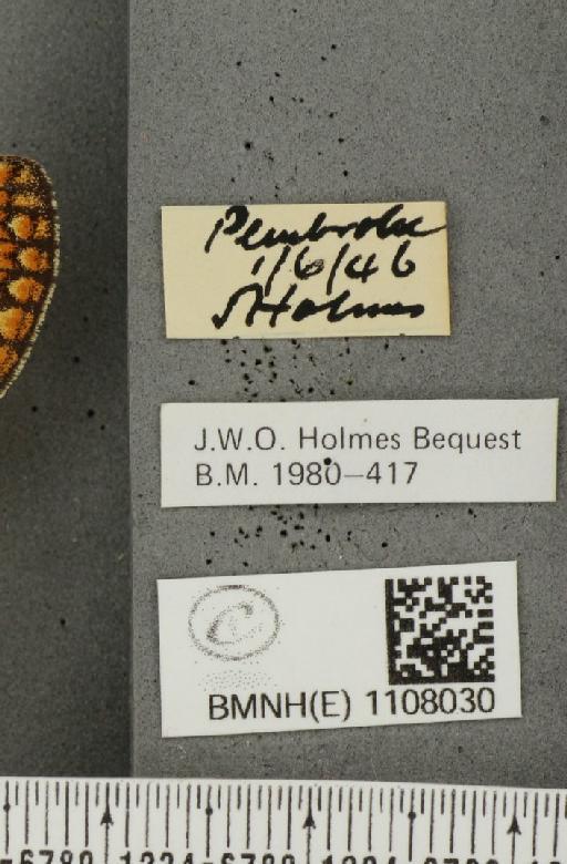 Euphydryas aurinia (Rottemburg, 1775) - BMNHE_1108030_label_22350