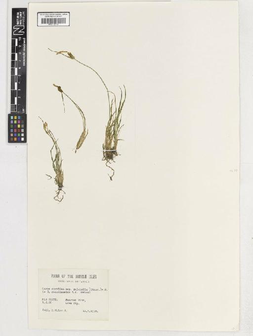 Carex viridula subsp. pulchella (Loennr.) Malyschev - BM001192159C