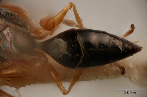 Deinodryinus broomfieldi Olmi, 2010 - 012858894_Deinodryinus_broomfieldi_HT_dorsal_abdomen_detail