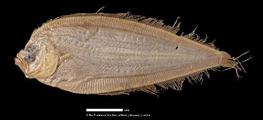 Arnoglossus microphthalmus (von Bonde, 1922) - BMNH  1922.3.27.12, SYNTYPE, Arnoglossus microphthalmus